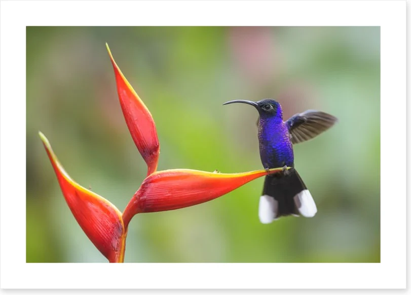 Birds - Image 2