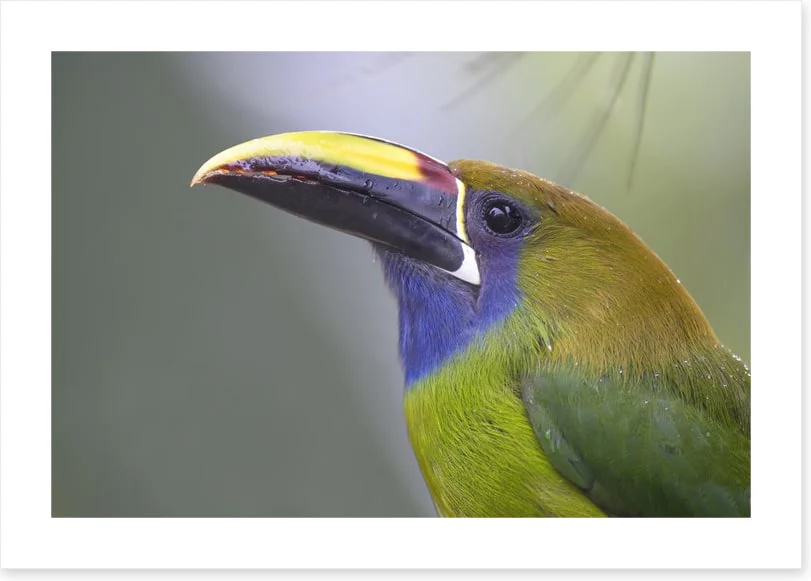 Birds - Image 2