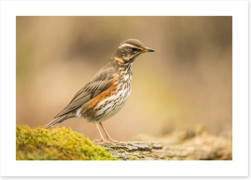 Birds - Image 2