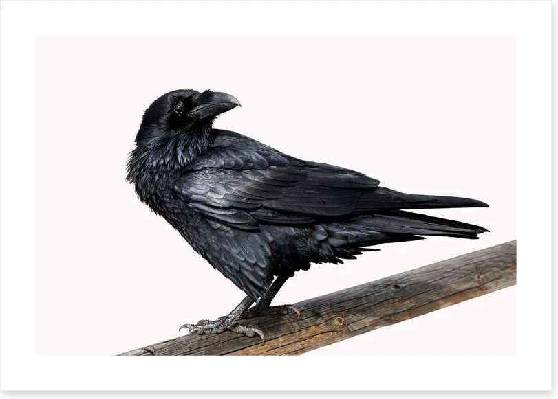 Birds - Image 2