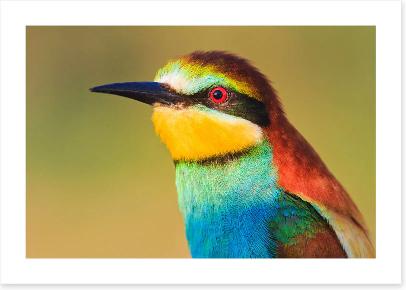 Birds - Image 2