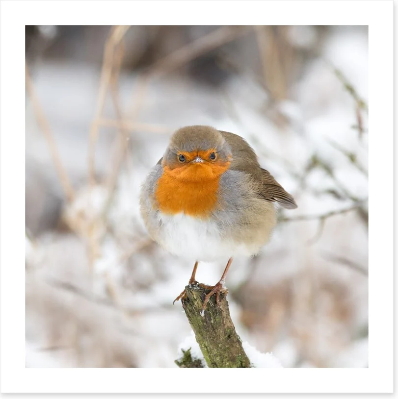 Birds - Image 2
