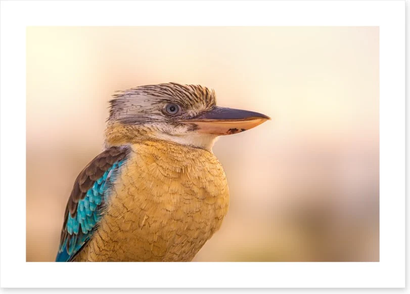 Birds - Image 2