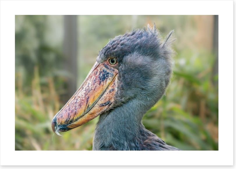 Birds - Image 2