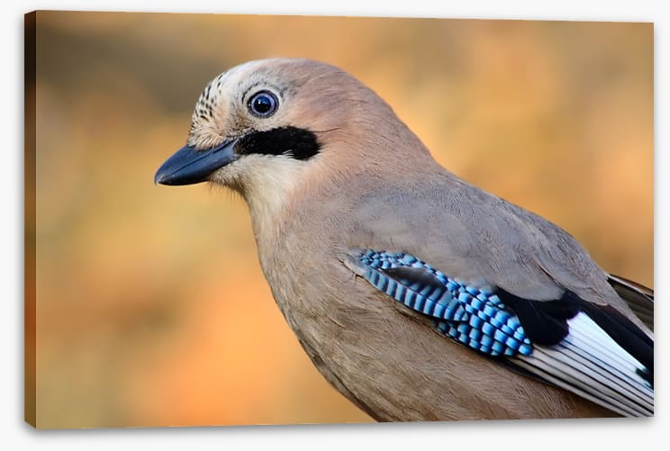 Birds - Image 2