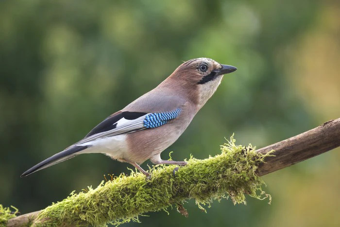 Birds
