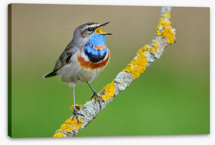 Birds - Image 2