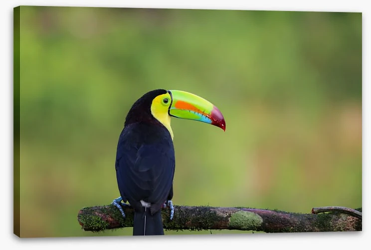 Birds - Image 2