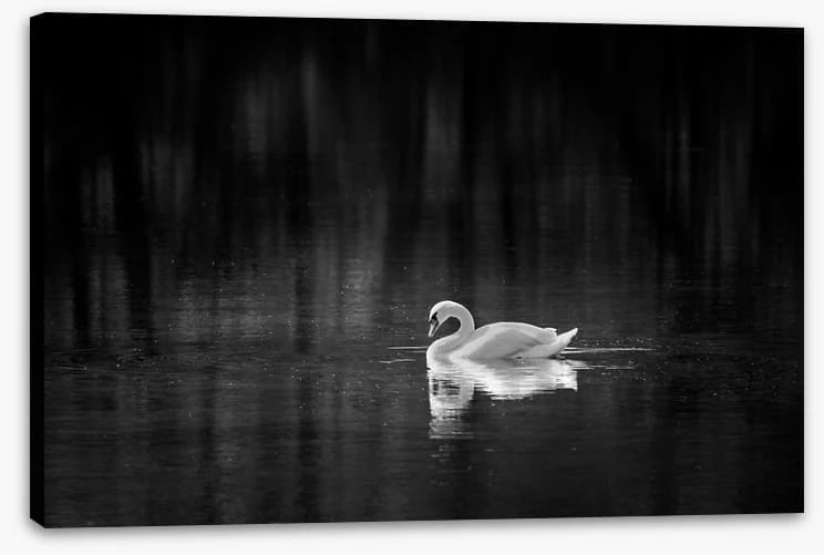 Birds - Image 2