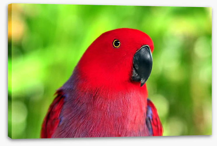 Birds - Image 2