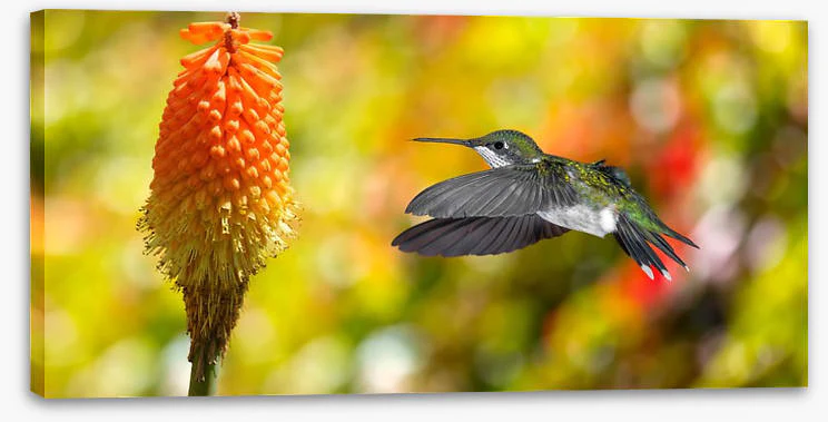 Birds - Image 2