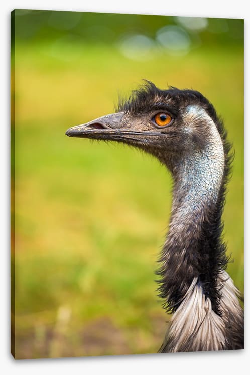 Birds - Image 2