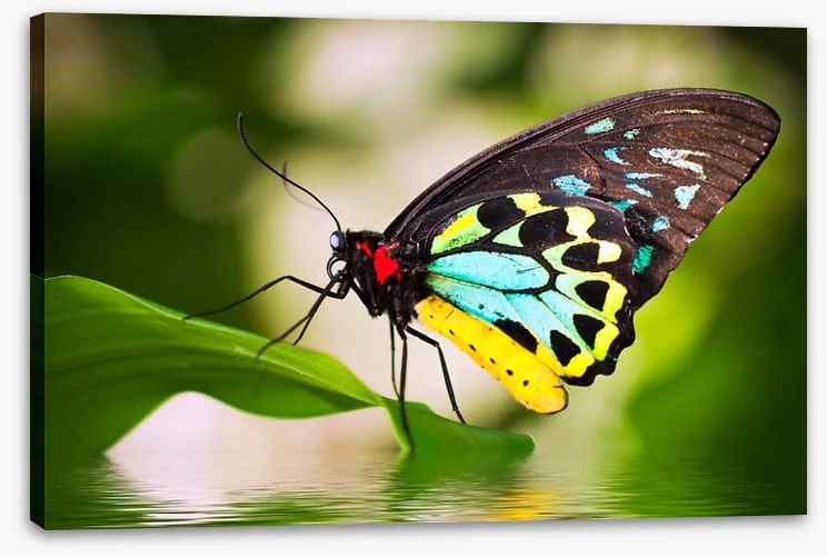 Birdwing balance - Image 2