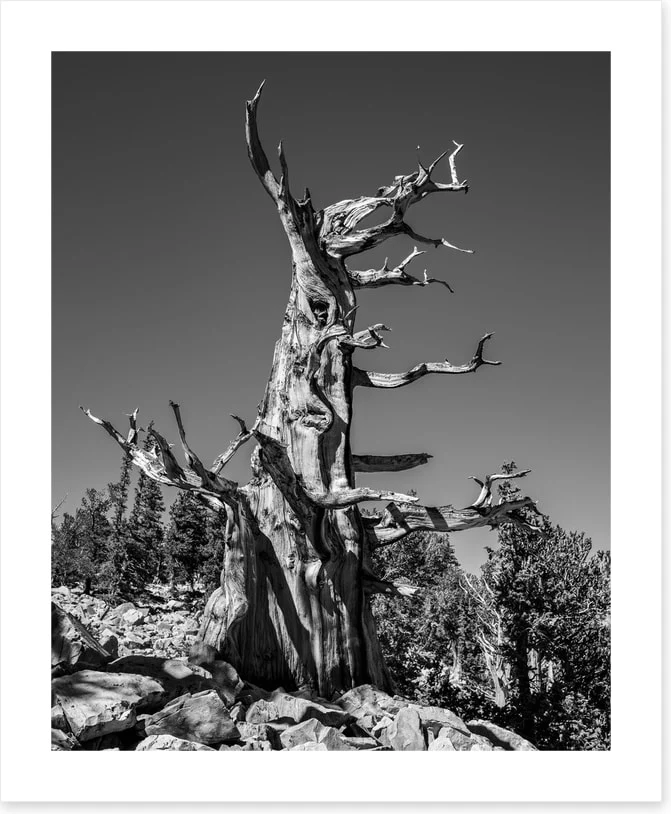 Black and White - Image 2