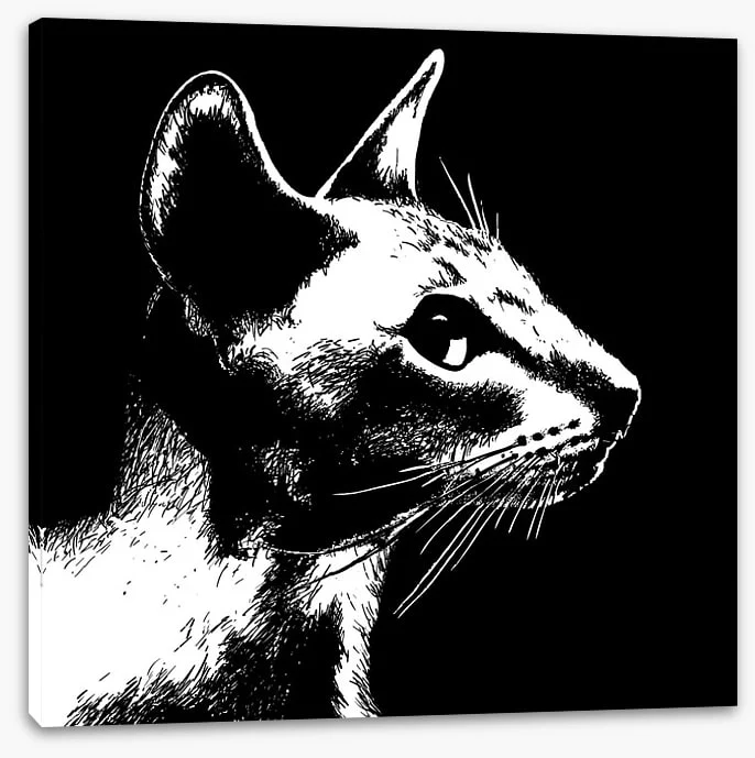 Cat noir - Image 2