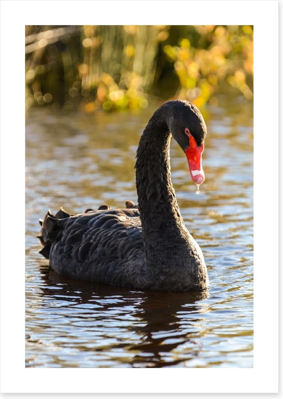 Black swan - Image 2