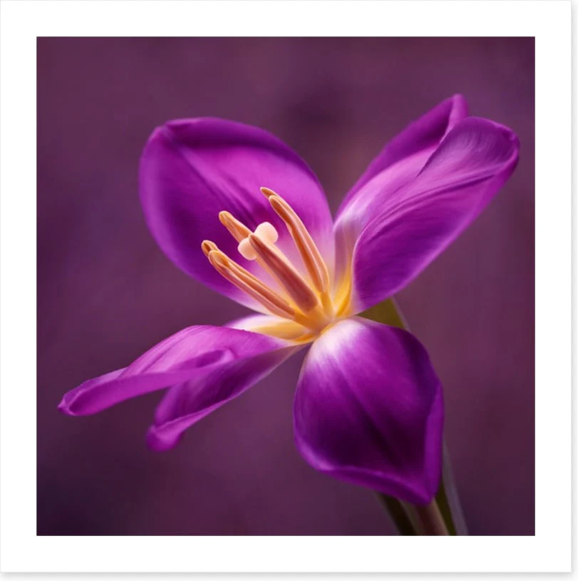 Blooming tulip - Image 2