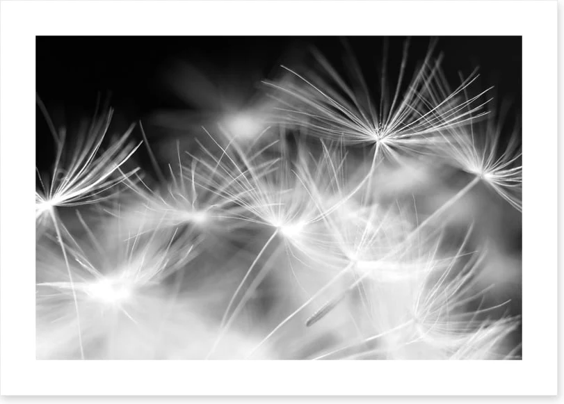 Blowballs - Image 2