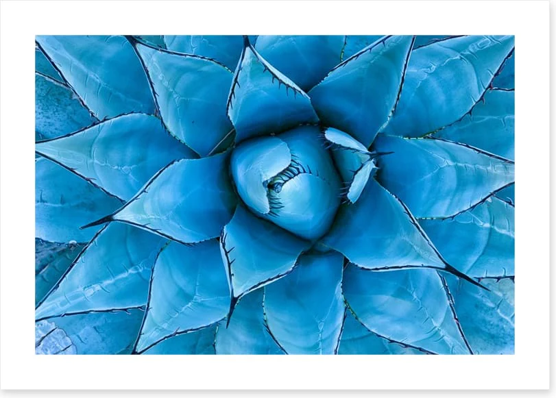 Blue Agave - Image 2