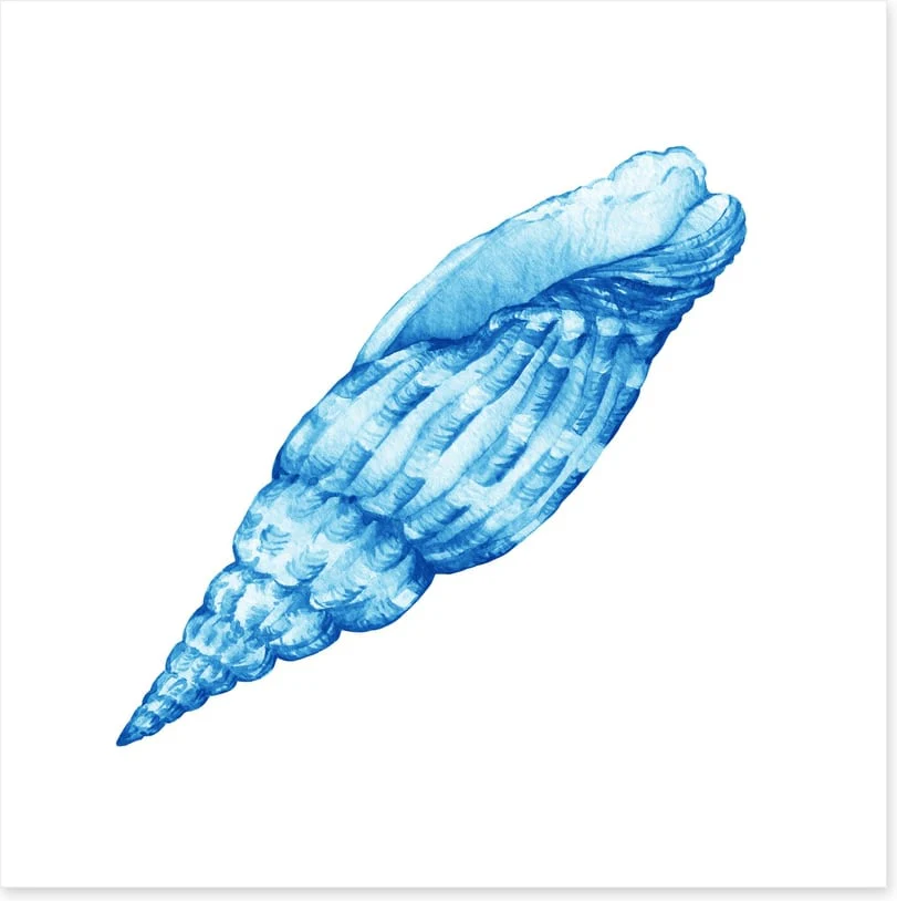 Blue cerith shell - Image 2