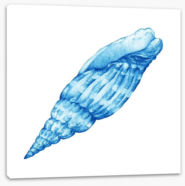Blue cerith shell - Image 2