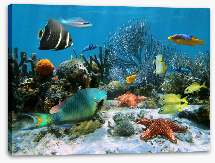 Blue coral school - Image 2