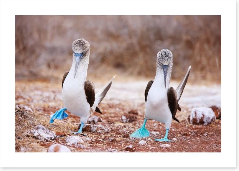 Blue footed booby mates - Image 2