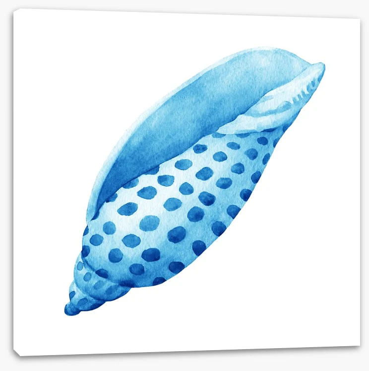 Blue junonia shell - Image 2