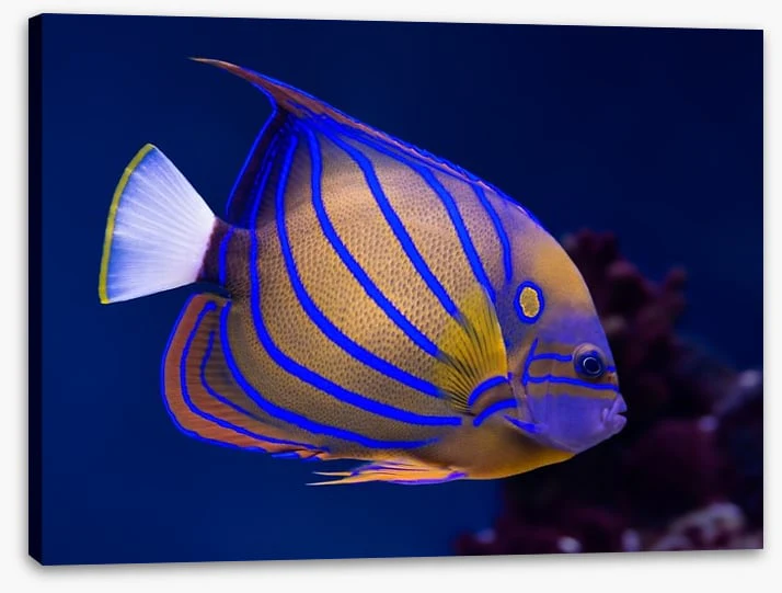 Blue ring angelfish - Image 2