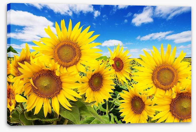 Blue sky sunflowers - Image 2