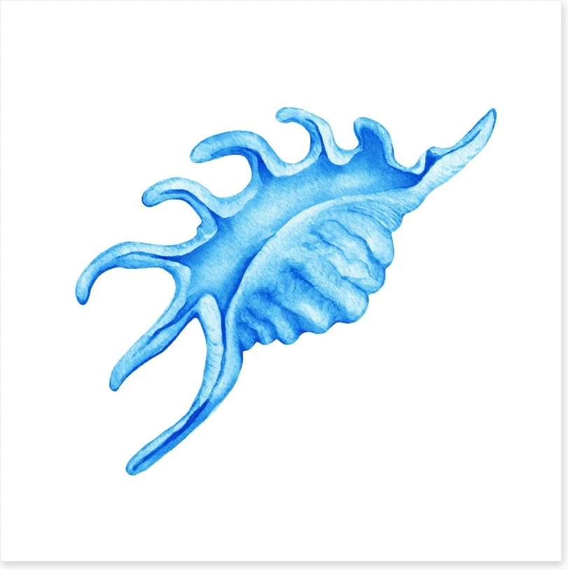 Blue spider conch - Image 2