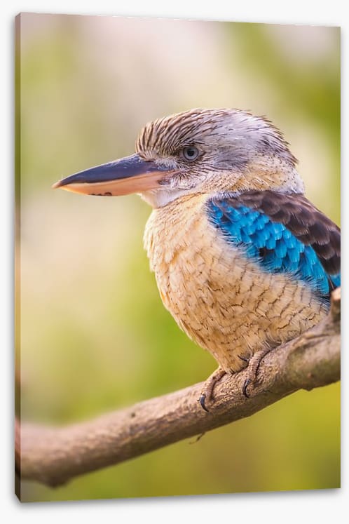 Blue-winged kookaburra - Image 2