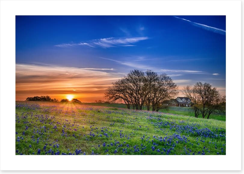 Bluebonnet meadow sunrise - Image 2