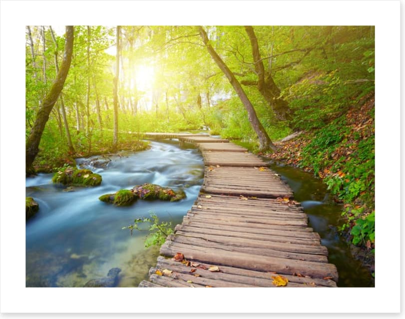 Boardwalk through the forest - Image 2