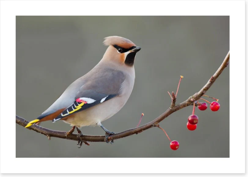 Bohemian waxwing - Image 2