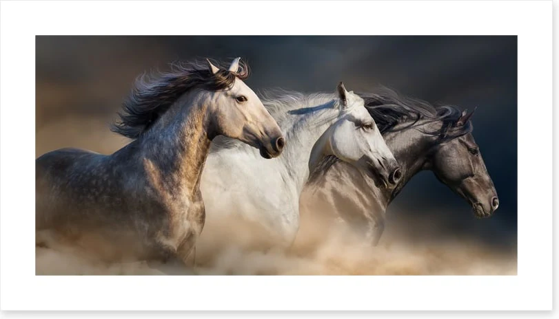 Born to run - Image 2