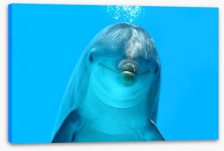 Bottlenose beauty - Image 2