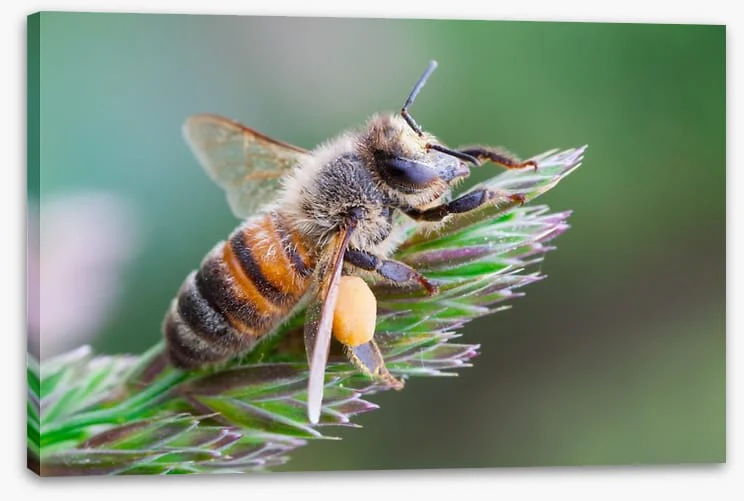 Busy bee - Image 2