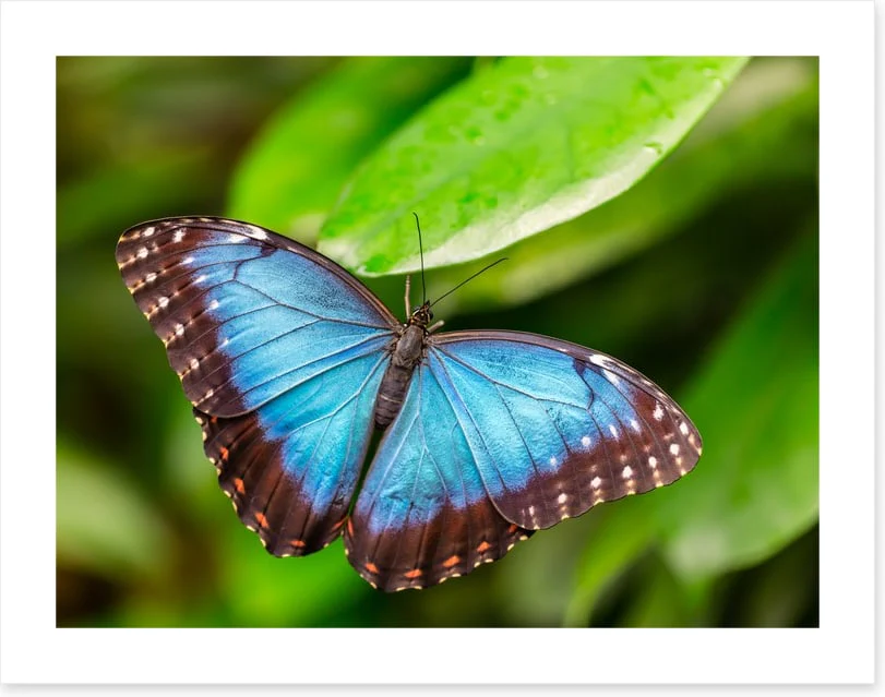 Butterflies - Image 2
