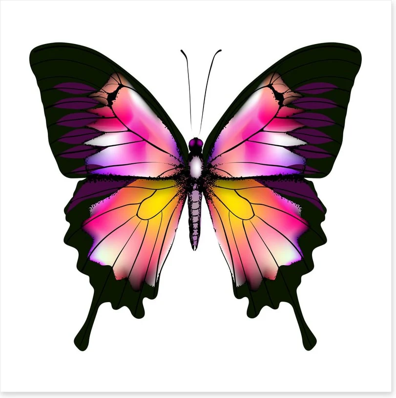 Butterflies - Image 2