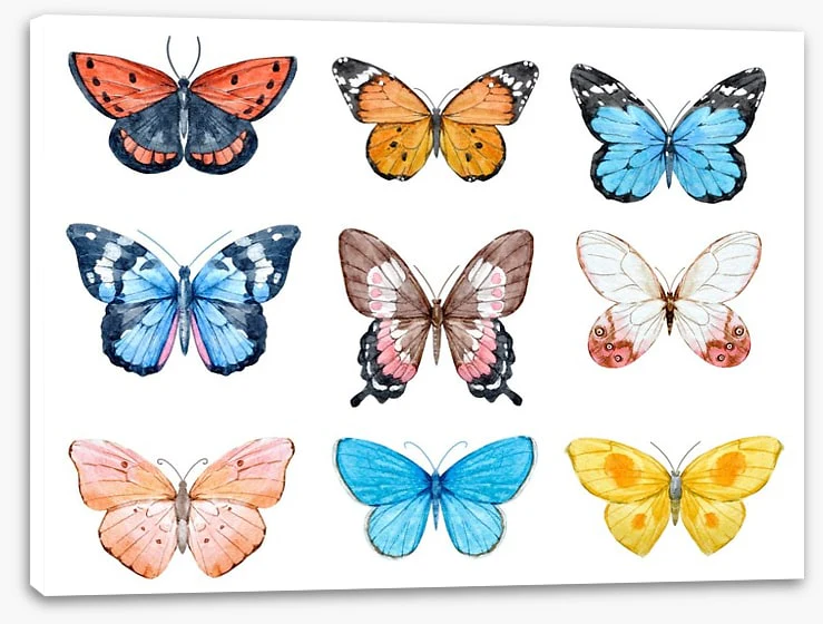 Butterflies - Image 2
