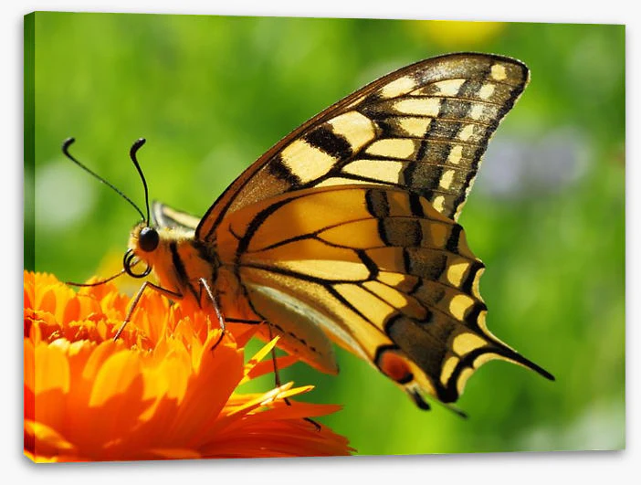 Butterflies - Image 2