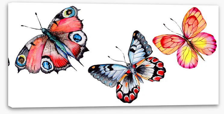 Butterfly trio I - Image 2