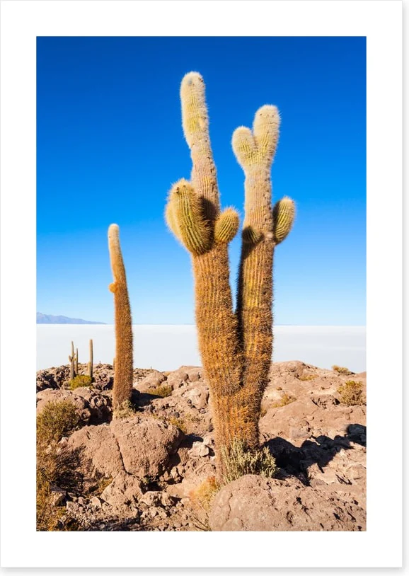 Cactus Island skies - Image 2
