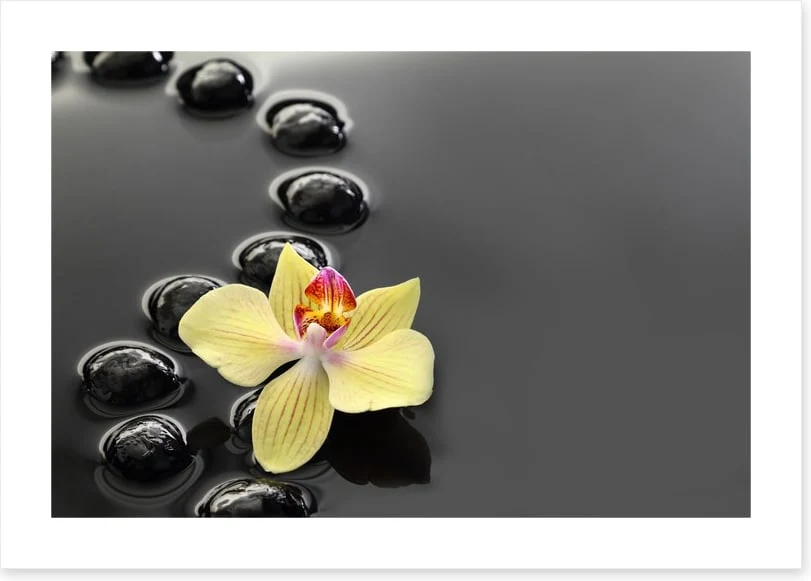 Calm water orchid - Image 2