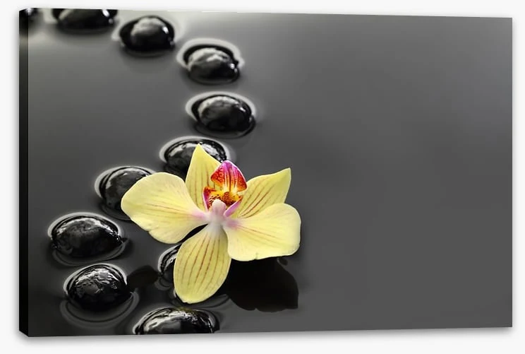 Calm water orchid - Image 2