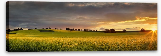Canola sunset panorama - Image 2
