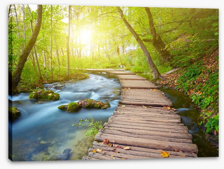 Boardwalk through the forest - Image 2