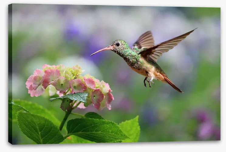 Hummingbird on hydrangea - Image 2