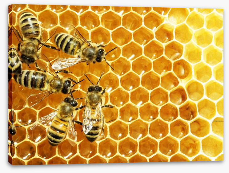 Insects - Image 2